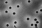 Polycarbonate membrane filters
